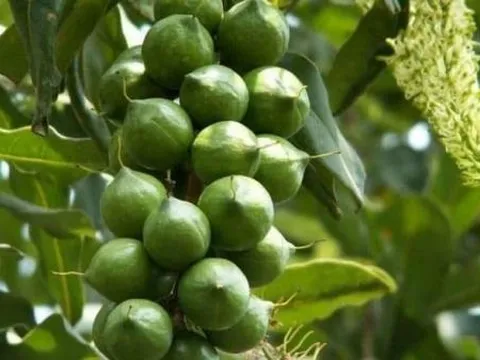 Loại hạt đắt bậc nhất thế giới, người người săn lùng mà ở Việt Nam nhiều vô kể, bổ dưỡng 'vô đối'