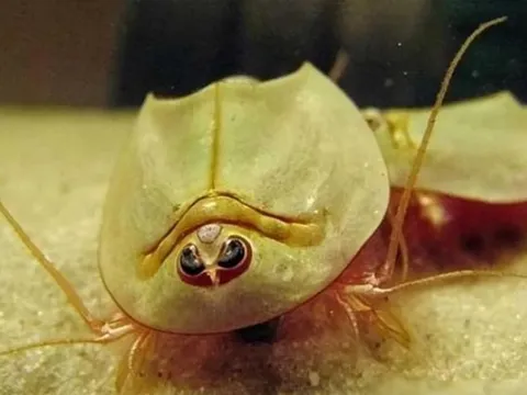 Loài hóa thạch sống sống sót qua 3 lần tuyệt chủng trong 400 triệu năm, giờ lại trở thành thức ăn cho gà, bạn có tin được không?