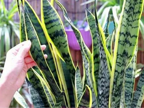 Khi trồng cây lưỡi hổ, bạn chỉ cần thực hiện 'bốn điều' đơn giản, lá sẽ dày và có nhiều chồi non mọc lên tua tủa
