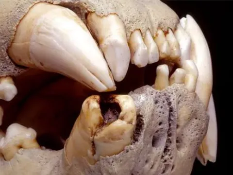 Bí ẩn về sư tử ăn thịt người Tsavo: DNA hé lộ những sự thật kinh ngạc