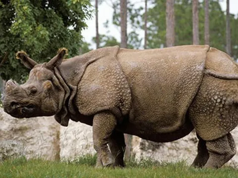 Khám phá 10 loại thú quý hiếm nhất trong sách đỏ, được cả thế giới chung tay bảo tồn: Có 1 loại đã bị tuyên bố tuyệt chủng ở Việt Nam