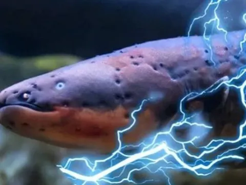 Bí ẩn loại cá dài đến 2m là 'quái vật Amazon': Phóng điện 860 Volt hạ gục cá sấu, có khả năng gây tử vong cho người