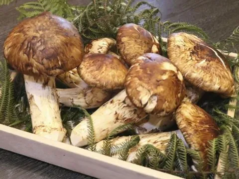 Việt Nam sở hữu loại nấm cực quý hiếm, đắt đỏ nhất thế giới, có khả năng ẩn mình như tắc kè