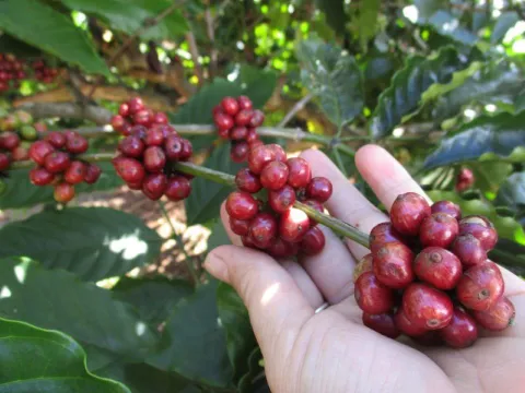 Giá nông sản ngày 14/1/2025: Cà phê giảm sâu, hồ tiêu giữ mức ổn định 