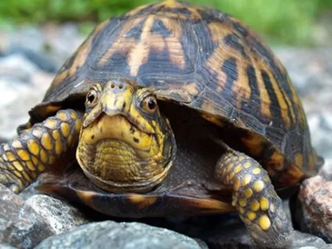 5 loài vật ‘trường sinh bất lão’, có khả năng ‘cải lão hoàn đồng’: 1 loài là linh vật của Việt Nam