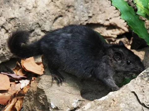 Loài thú cổ tuyệt chủng 11 triệu năm bỗng hồi sinh kỳ diệu ở Việt Nam 12 năm trước, khiến cả thế giới chấn động