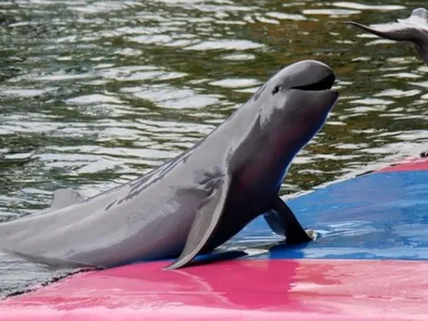 Bí ẩn loài cá từng bị nghi tuyệt chủng bỗng xuất hiện ở Việt Nam 4 năm trước: Rất quý hiếm, mua bán sẽ bị xử lý hình sự