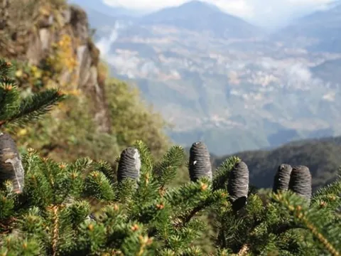 Danh mộc quý giá chỉ Việt Nam sở hữu: Thuộc sách đỏ, thế giới cấm khai thác, được bảo vệ nghiêm ngặt