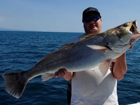 Loài cá kỳ lạ nhất hành tinh, mỗi lần ‘động tình’ lại khiến cá heo bị điếc, phổ biến tại Việt Nam