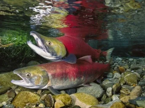 Loài vật duy nhất có khả năng khiến Trái đất rung chuyển mỗi khi ân ái, được nuôi nhiều ở Việt Nam