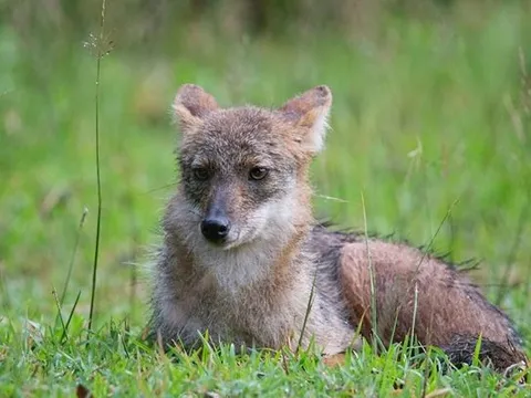 Loài thú hoang dã quý hiếm của Việt Nam: Cực khó bắt gặp, rợn người tập tính kỳ dị vào đêm trăng rằm