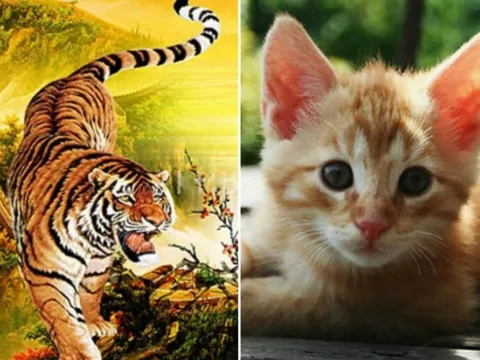 Tử vi ngày 15/1/2025 của 12 con giáp: May mắn đến với tuổi Dần, tuổi Mão cẩn trọng thận trọng