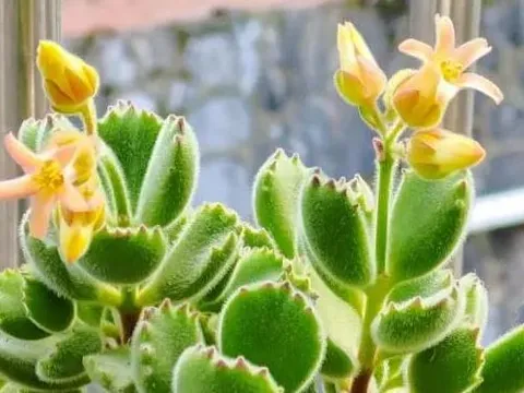 5 loại hoa bị người khác không thích, chúng có ý nghĩa xấu và gây khó chịu, hãy tránh xa nếu gặp ở chợ hoa