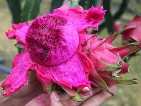 Đừng vội vứt vỏ thanh long! Bạn sẽ không ngờ nó lại có tác dụng đến vậy, giải quyết được vấn đề của nhiều người