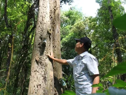 Khu rừng được bảo vệ nghiêm ngặt nhất Việt Nam: Sót lại từ thuở hồng hoang, sở hữu ‘kho báu’ vô giá