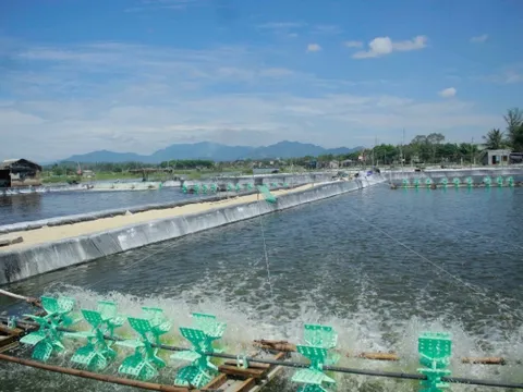 Tạo động lực để ngành tôm bứt phá