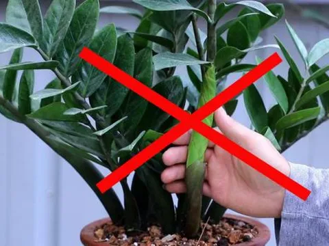 2 mệnh này kỵ cây kim tiền, trồng ở nhà tiền bạc không cánh mà bay