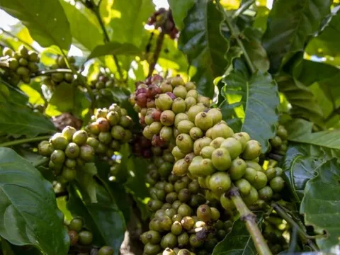 Giá nông sản ngày 15/1/2025: Hồ tiêu và cà phê tiếp tục giảm mạnh 