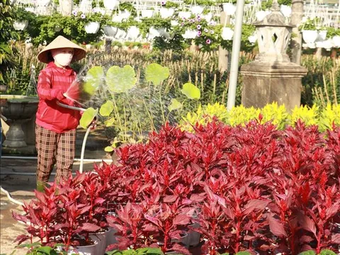 Xuân sớm trên những làng hoa  