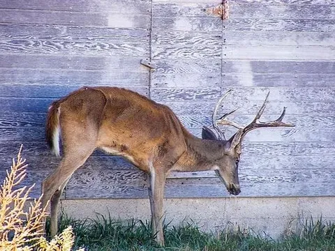 'Căn bệnh hươu thây ma đáng sợ với tỷ lệ tử vong gần 100% có thể lây sang người'