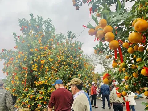 Thời điểm tốt nhất để mua đào, quất, mai trước Tết là bao lâu?