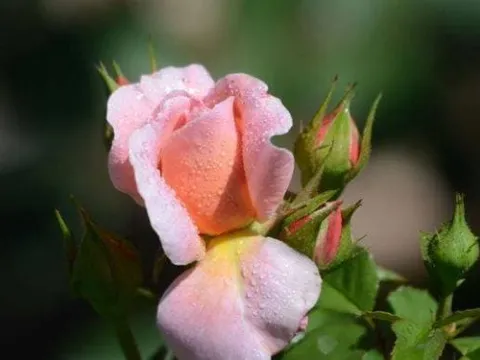 Những tháng sinh âm lịch 'vượng quan quý nhân', sinh ra để làm lãnh đạo, ai cũng thăng quan tiến chức nhanh chóng