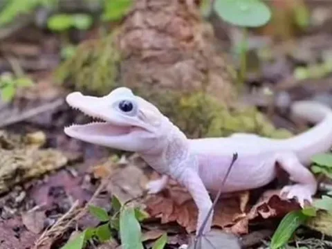 Bí ẩn loài cá sấu quý hiếm nhất thế giới, đôi mắt xanh như pha lê, vảy trắng, có giá 'trên trời'