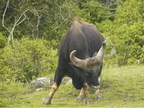 Việt Nam có loại bò lớn nhất thế giới sắp tuyệt chủng: Nặng đến 2 tấn, túi mật có giá 60 triệu, chỉ còn 300 cá thể