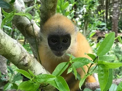 Loài linh trưởng quý hiếm có nguy cơ tuyệt chủng, chỉ có ở Việt Nam: Lọt top nguy cấp nhất thế giới, chung sức giải cứu