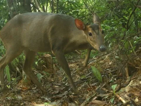 Loài thú quý hiếm từng suýt tuyệt chủng bỗng tái xuất ở Việt Nam, cả thế giới chạy đua thời gian để bảo vệ