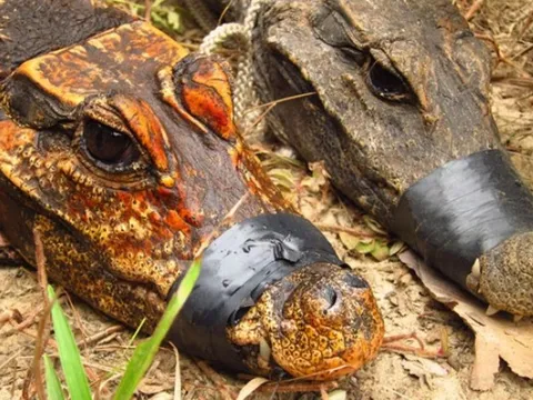 Một sinh vật ở châu Phi đang đột biến thành loài mới