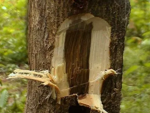 Người đàn ông đi đánh cá nhặt được khúc gỗ lạ gần 3 mét, choàng váng khi biết giá trị thật lên đến 3.455 tỷ đồng