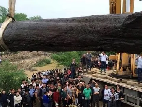 Người nông dân đi mò ốc nhặt được cây gỗ có mùi thơm lạ, hóa ra là 'thần mộc' trị giá 400 tỷ đồng