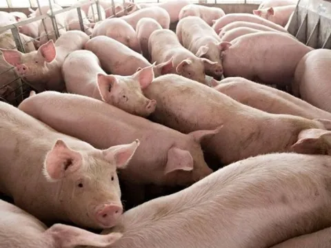 Giá heo hơi ngày 16/1/2025: Miền Bắc và miền Trung giảm nhẹ, miền Nam tiếp tục tăng 