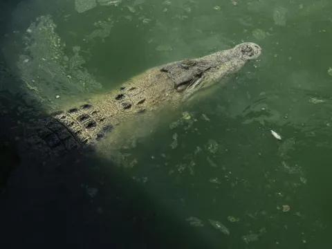 Cá sấu hung dữ tấn công, cướp đi mạng sống của nữ công nhân tại đồn điền dầu cọ Indonesia