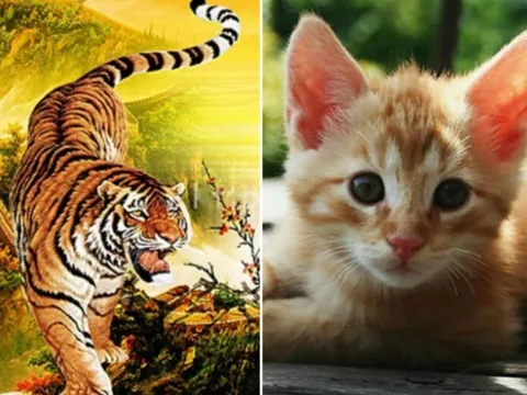 Tử vi ngày 17/1/2025 của 12 con giáp: Tuổi Dậu gặp may mắn lớn, Mão cần kiềm chế cảm xúc