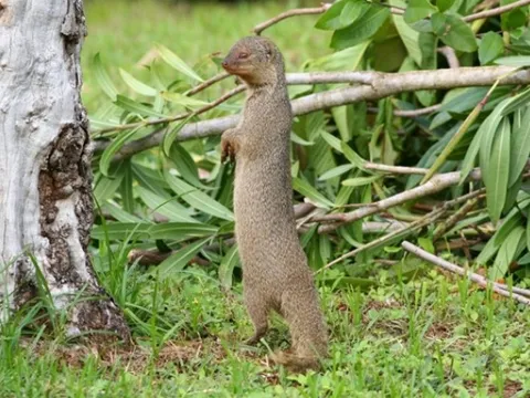 Top loài cầy quý Việt Nam sở hữu: Có loài nghi đã biến mất vĩnh viễn, được cả thế giới cùng bảo vệ