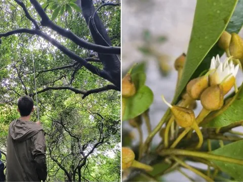 Lần đầu tiên phát hiện 1 nhóm cây Redbud ngoài tự nhiên, loài cây nằm trong sách đỏ có nguy cơ tuyệt chủng