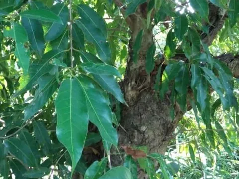 Một loại cây đặc biệt nên trồng trước nhà, vừa tốt phong thủy lại giúp kiếm tiền từ nụ hoa, giá trị cao 140 nghìn đồng/kg