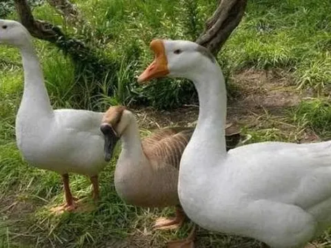 Là một loài chim, tại sao ngỗng có thể canh gác nhà cửa, sân vườn như chó?