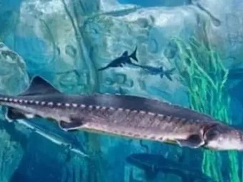 Đập thuỷ điện lớn nhất thế giới có loài cá nước ngọt lớn nhất thế giới: Nặng tới hơn 700 kg