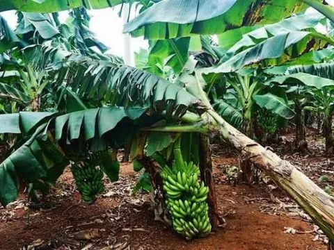 Tại sao phải chặt bỏ cây chuối sau khi thu hoạch quả?