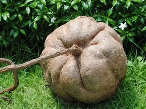 Lão nông đào được củ sắn dây 400kg sau ngôi nhà cổ, hóa ra là kho báu tiền tỷ, lập tức giàu sau 1 đêm!