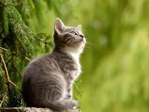 Tử vi cuối tuần này (18-19/1): Top 3 con giáp thăng hoa trong công việc, may mắn bủa vây