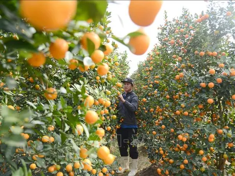 Vựa hoa, cây cảnh lớn nhất Quảng Ninh và câu chuyện đầu ra