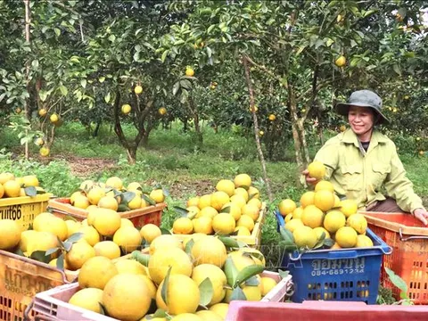 Đặc sản truyền thống địa phương hút hàng dịp Tết