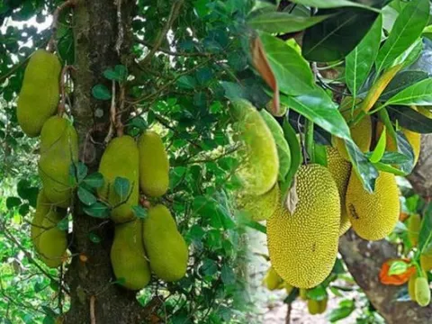 Tác dụng của lá mít, nhiều người không biết tận dụng thật tiếc