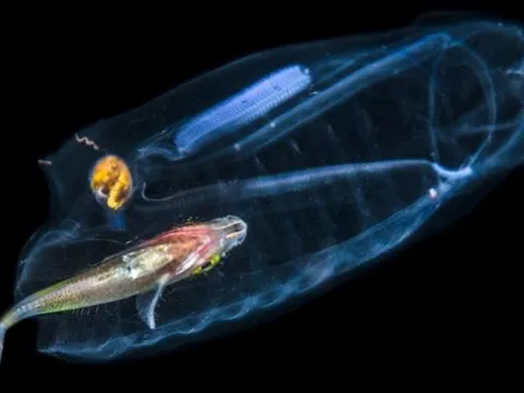 Loài động vật lớn nhanh nhất thế giới: Trong suốt như sứa, trưởng thành chỉ sau 48 giờ