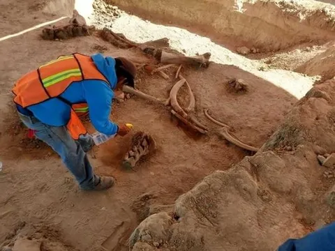 Kinh ngạc khi phát hiện hài cốt động vật 40.000 năm tuổi trong lớp băng vĩnh cửu