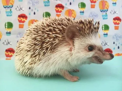 Việt Nam sở hữu loài động vật cực kỳ quý hiếm có ngoại hình độc nhất vô nhị, là ‘hậu duệ’ của ma cà rồng